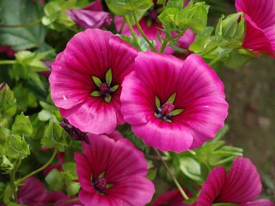 Malope trifida